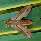 Pale striated hawkmoth