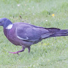 Woodpigeon