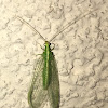 Green Lacewing