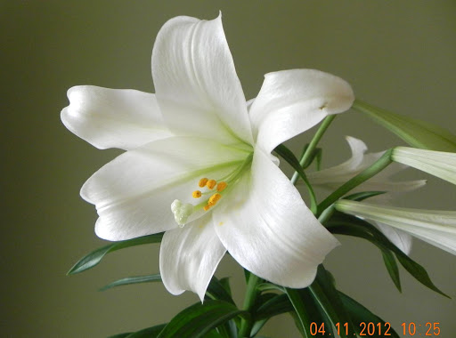 Picture of Easter Lily is mine given to me by my Aunt Linda for Easter 2012.