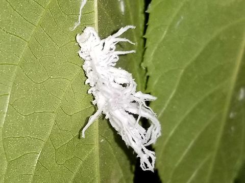 Mealybug Ladybird