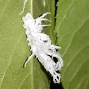 Mealybug Ladybird