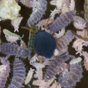 Black Globular Springtail