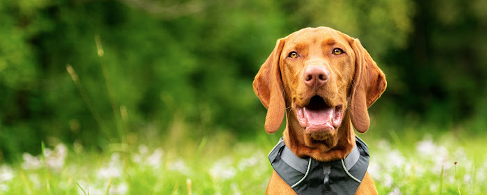 My Vizslas - Cute Puppy & Dog Wallpapers marquee promo image