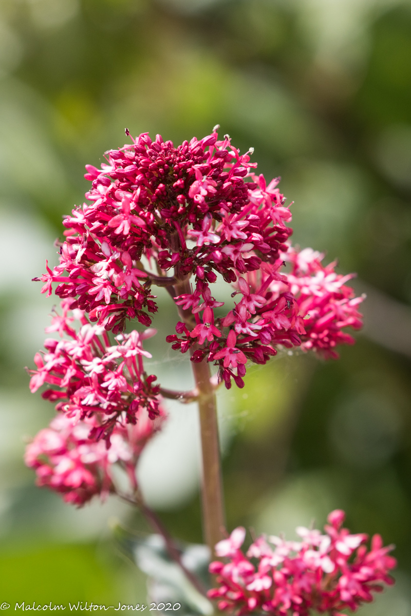 Red Valerian