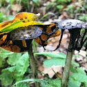 Shaggy Ink Cap, Lawyer's Wig, Shaggy Mane