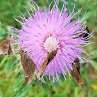 Clouded Skipper