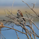 Song sparrow