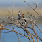 Song sparrow