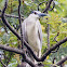 Black-crowned Night Heron