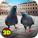 Simulateur de Pigeon Oiseau 3D icon