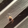 Spotted Orb-Weaver