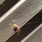 Spotted Orb-Weaver