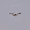 Common kestrel