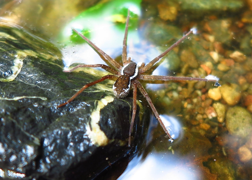 Fishing or Water Spider (male)