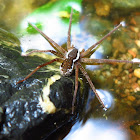 Fishing or Water Spider (male)