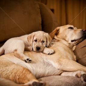 Silent Security by Howie George - Animals - Dogs Puppies
