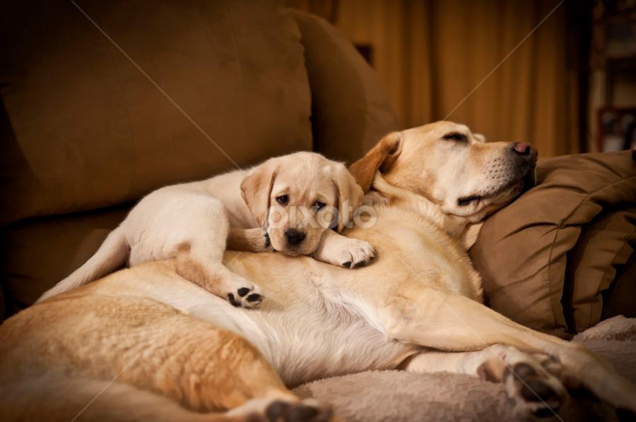 Silent Security by Howie George - Animals - Dogs Puppies
