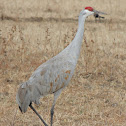 Sandhill Crane