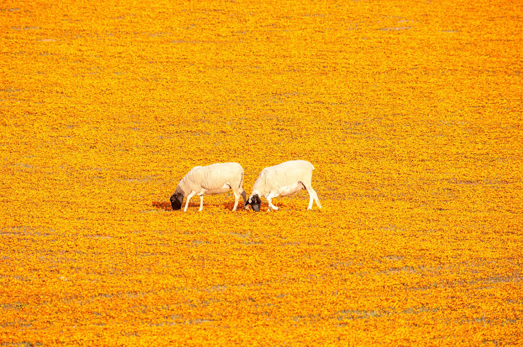 Sheep in a carpet of indigenous flowers at Arkoep near Kamieskroon in the Namaqualand region of the Northern Cape Province of South Africa. A new report shows that the province displayed the strongest economic growth in 2017.