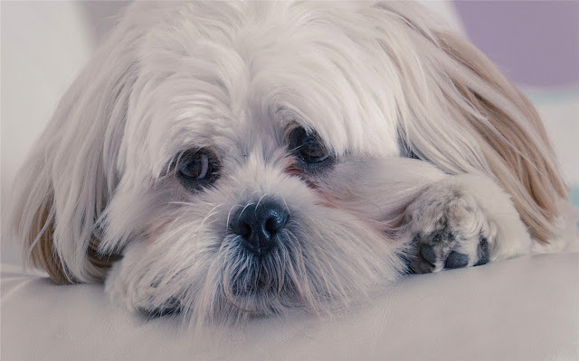 Lhasa Apso Themes & New Tab