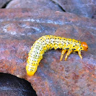 Argid Sawfly Larva