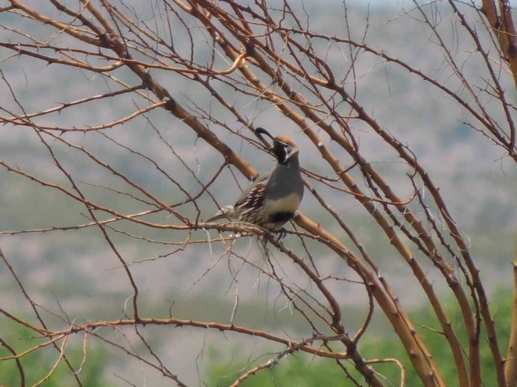 Gambel's Quail