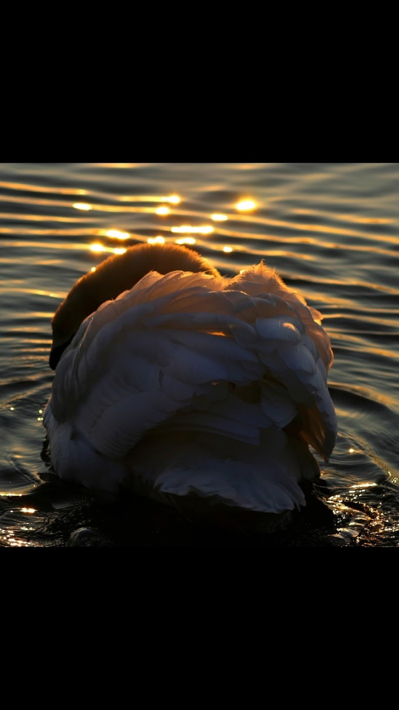 Tramonti sul lago  di singi72