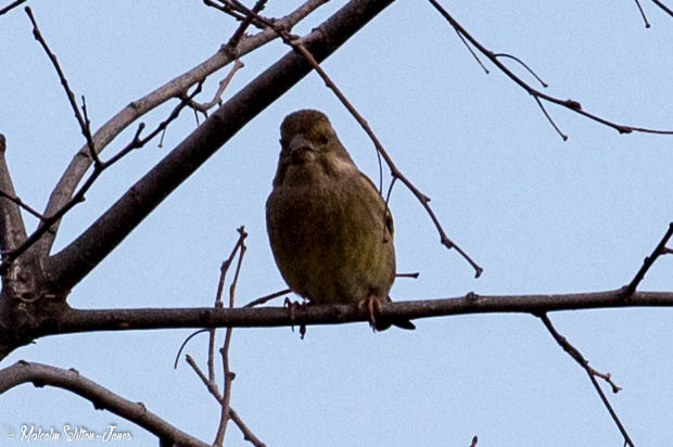 Greenfinch; Verderon