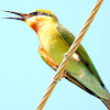 Blue-tailed bee-eater