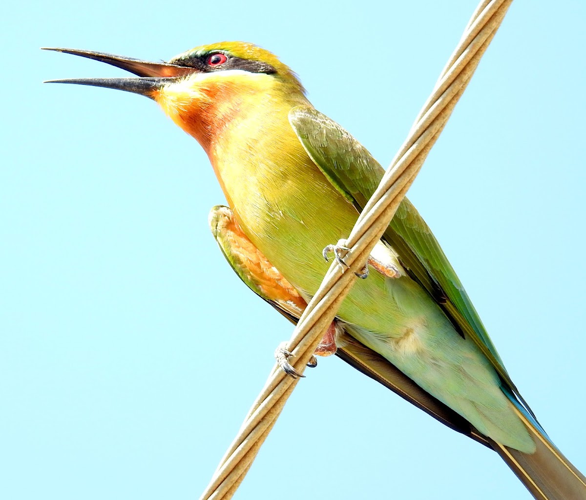 Blue-tailed bee-eater