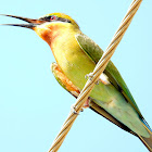 Blue-tailed bee-eater