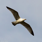 Herring Gull