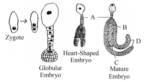 Embryo and Endosperm