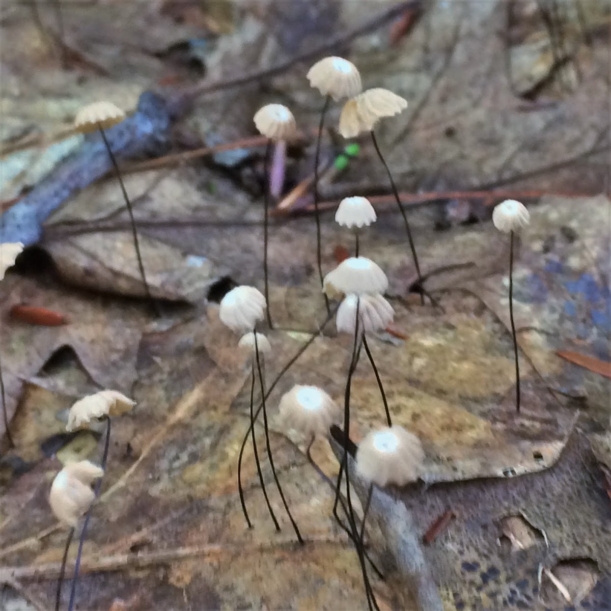 Marasmius capillaris