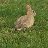 Cottontail Rabbit