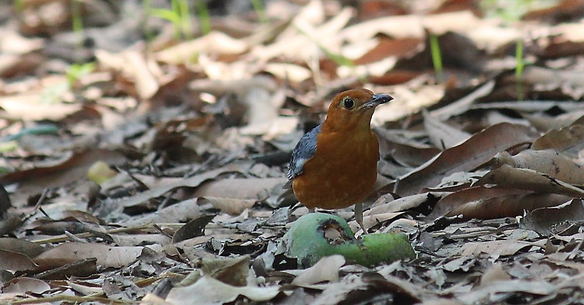 Orange-headed Thrush