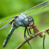 Orthetrum luzonicum - male 呂宋灰蜻