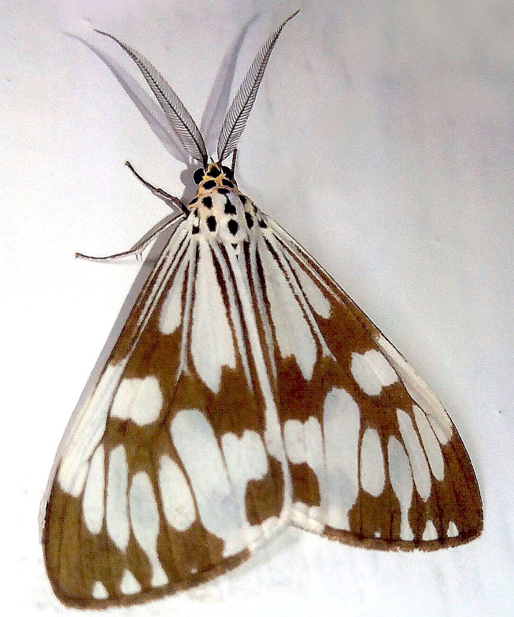 Marbled White Moth