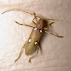 Ivory-Marked Beetle