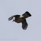 Woodpigeon; Paloma Torcaz