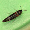 Short-Winged Beetle