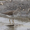 Solitary Sandpiper