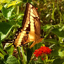 Papilio cresphontes