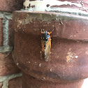 Cicada