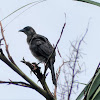 Common Grackle