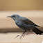 blue rock thrush