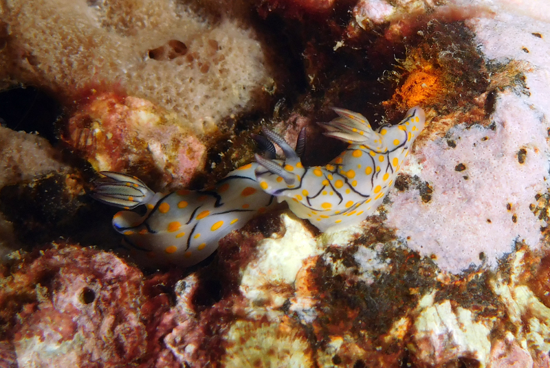 Hypselodoris kanga