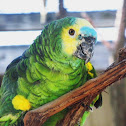 Blue-fronted Amazon