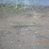 Spotted Snakehead